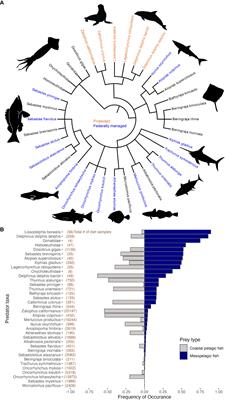 Mesopelagic fishes are important prey for a diversity of predators